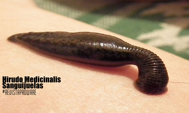 hirudo-medicinalis_REVISTAPROWARE